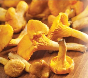 Chanterelle-mushrooms-dried-300x182b