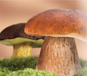 porcini-mushrooms-driedb